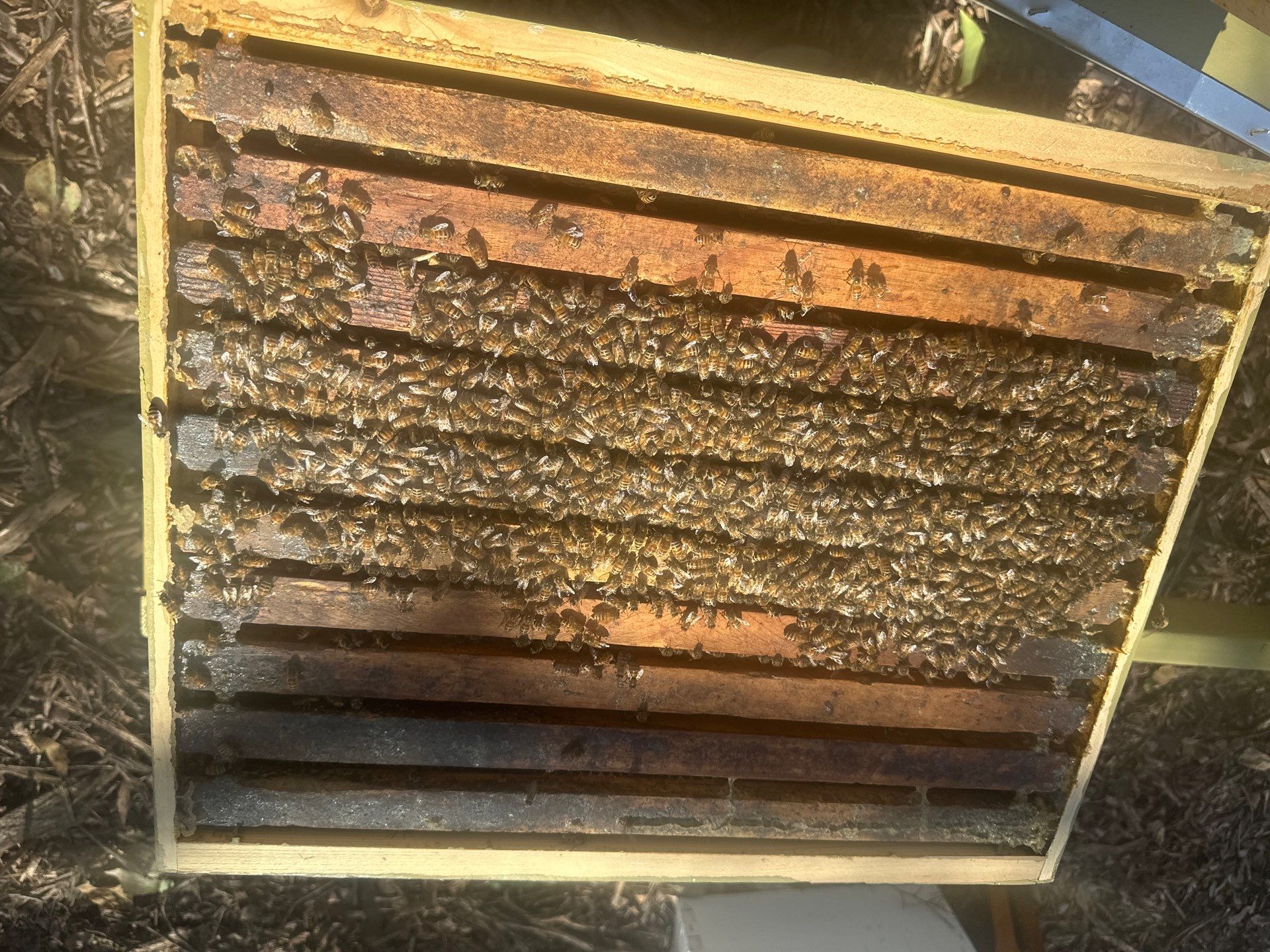 Lakewood Apiary by White Rock Lake- another Ag. Exempt Property by Rockwall Honey Bee Company