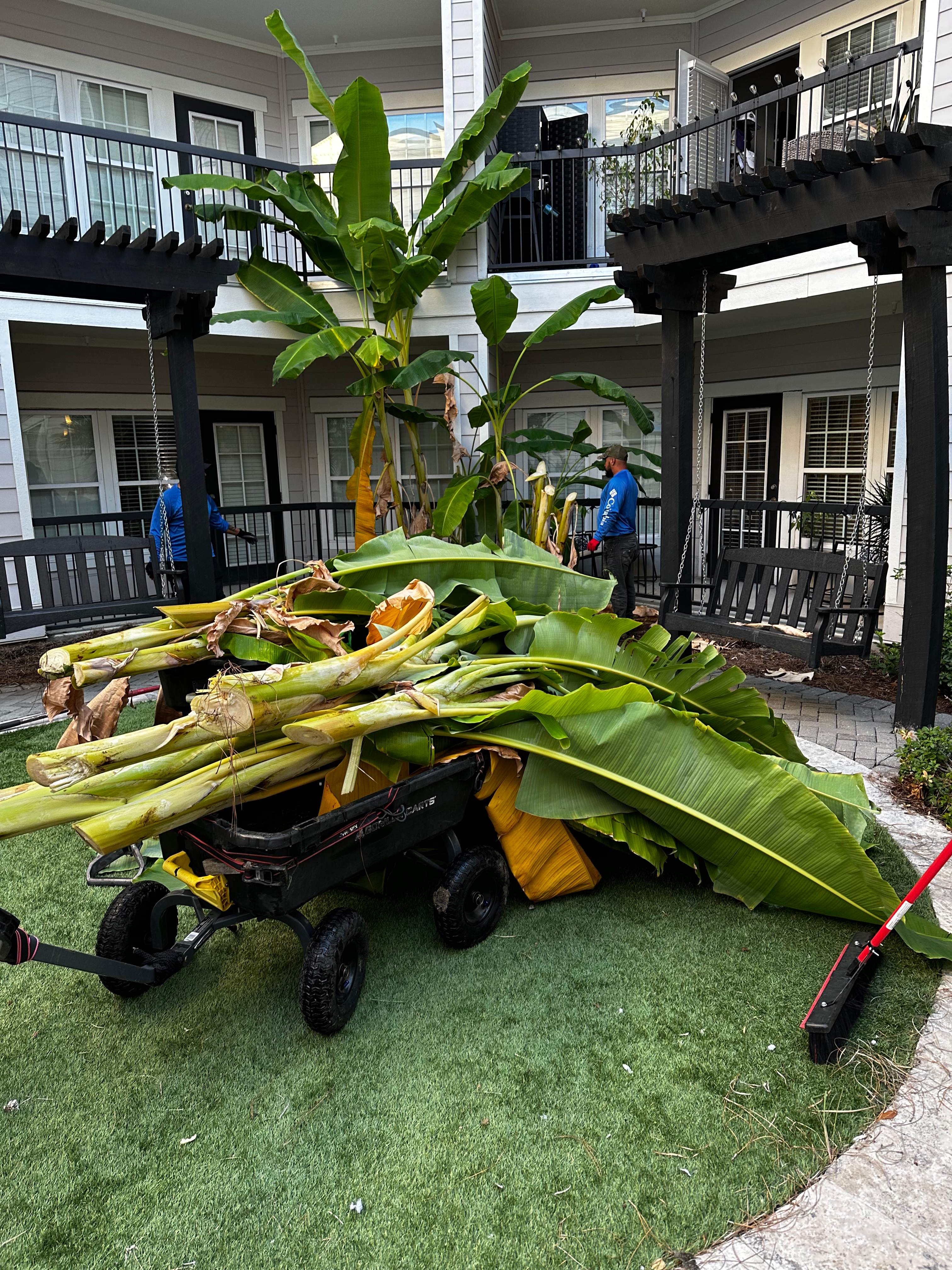 LANDSCAPE SERVICES: HEDGE TRIM / BED CLEAN by CutScape, LLC.