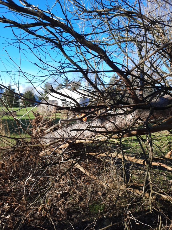 Storm Damaged Tree Removal  using Tree Removal by Mike Jones & Sons Tree Service LLC 