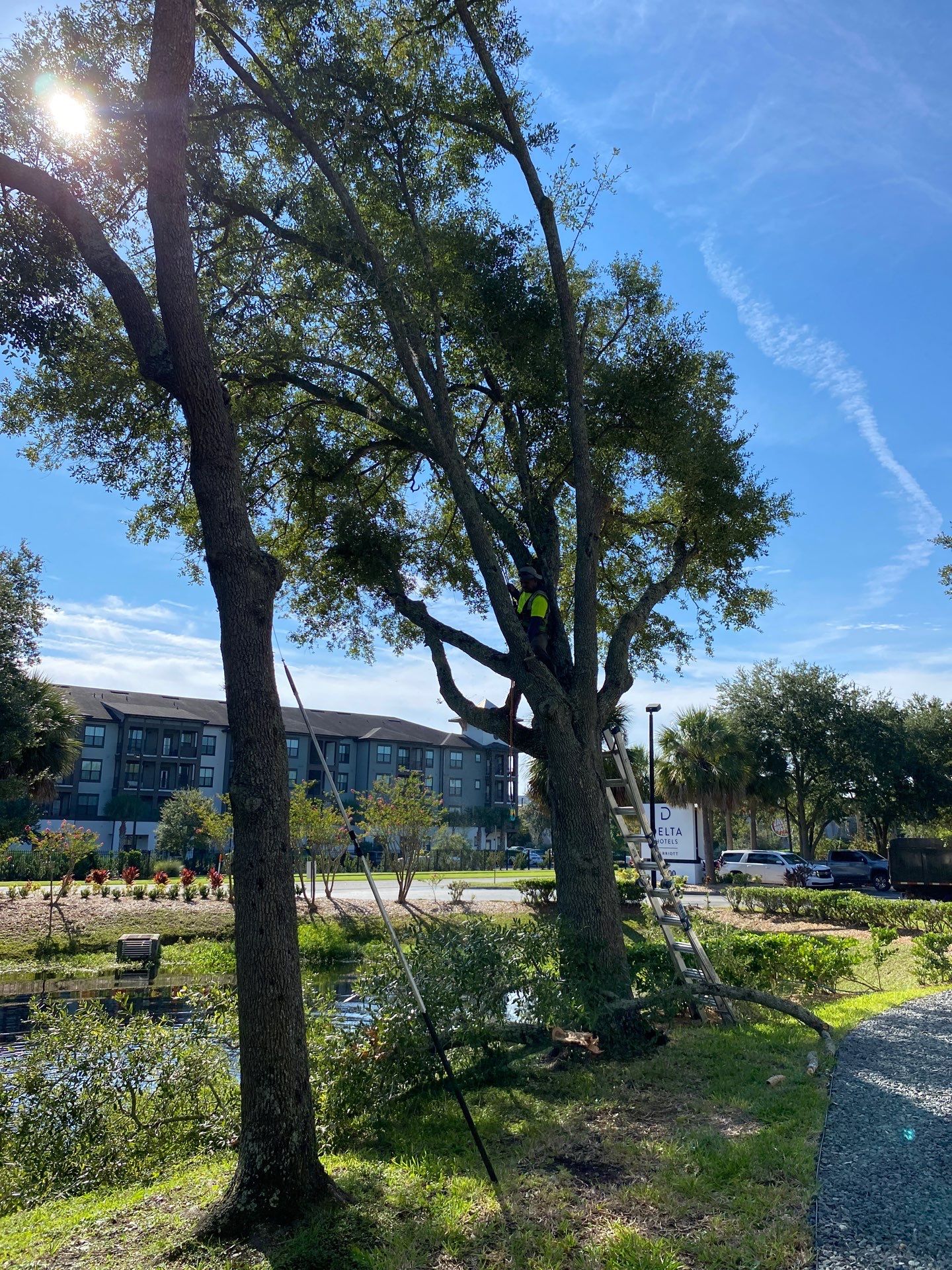 Tree & Shrub Removal | Marriott Hotel by ProGreen Services