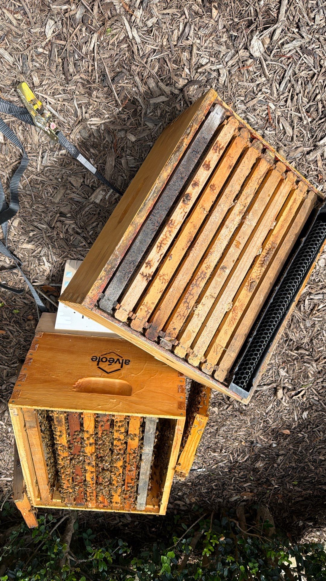 Apartment Retreat for Honey Bees in Garland by Rockwall Honey Bee Company