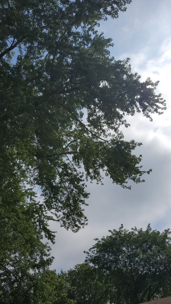 Tree Removal by Mike Jones & Sons Tree Service LLC 