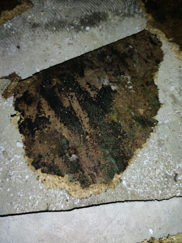 Mold Remediation in Kitchen by Accountable Home Services