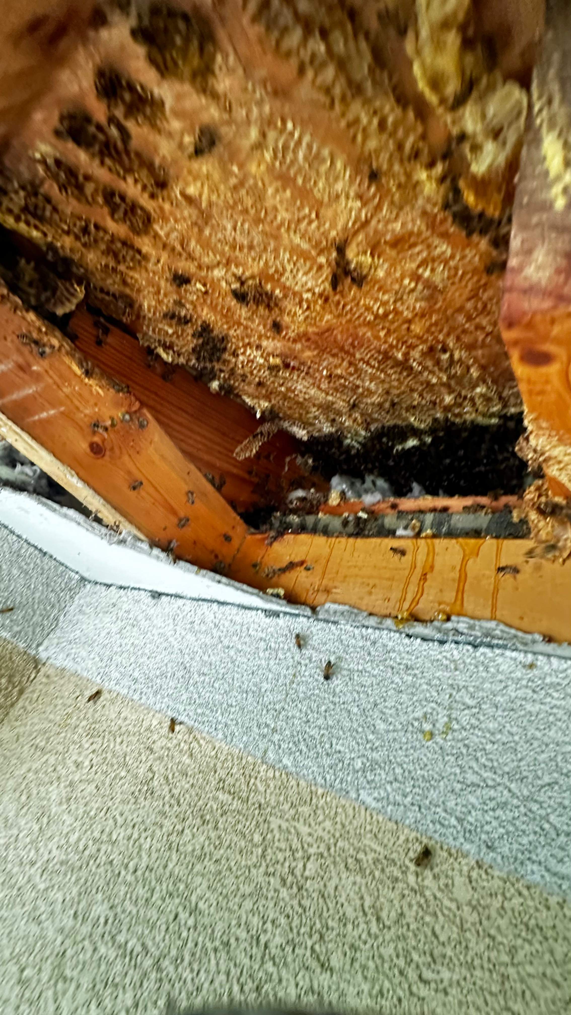 Beloved by Rockwall Honey Bee Company