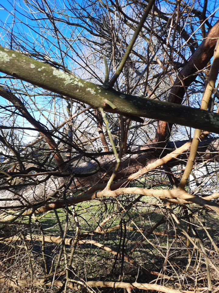 Storm Damaged Tree Removal  using Tree Removal by Mike Jones & Sons Tree Service LLC 