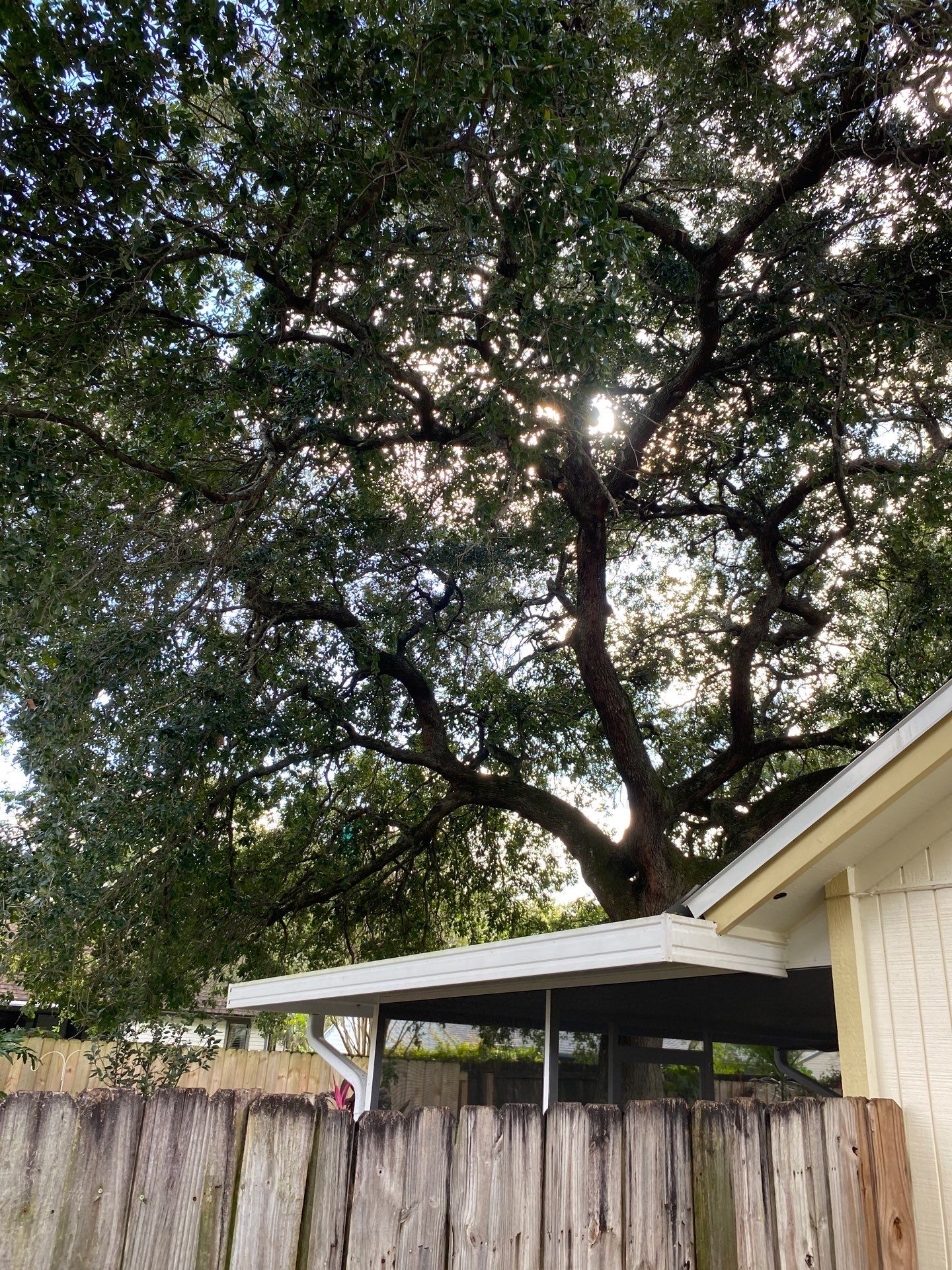 Tree Trimming | Residential by ProGreen Services