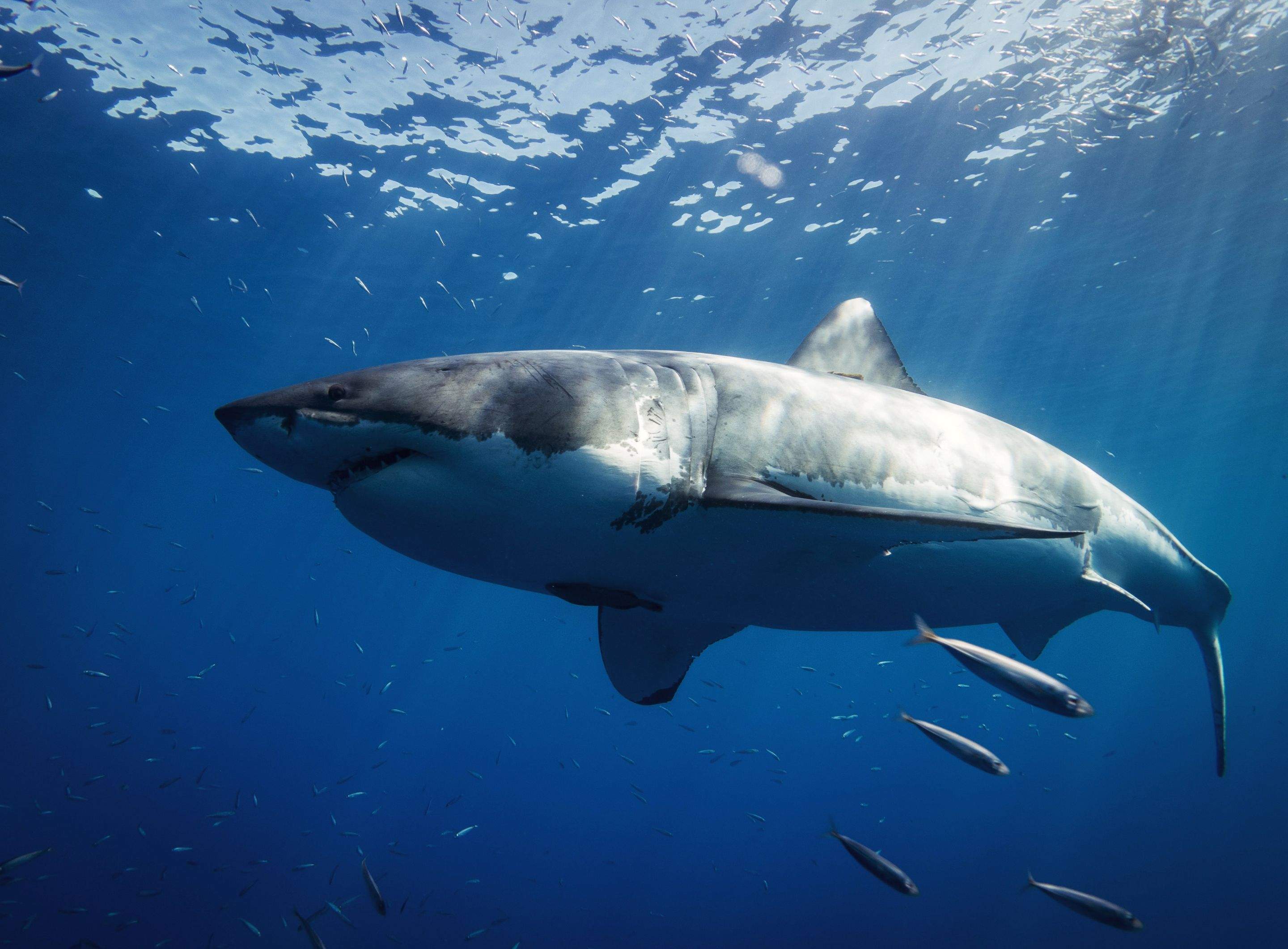 Sharks!!! by CompanyCam