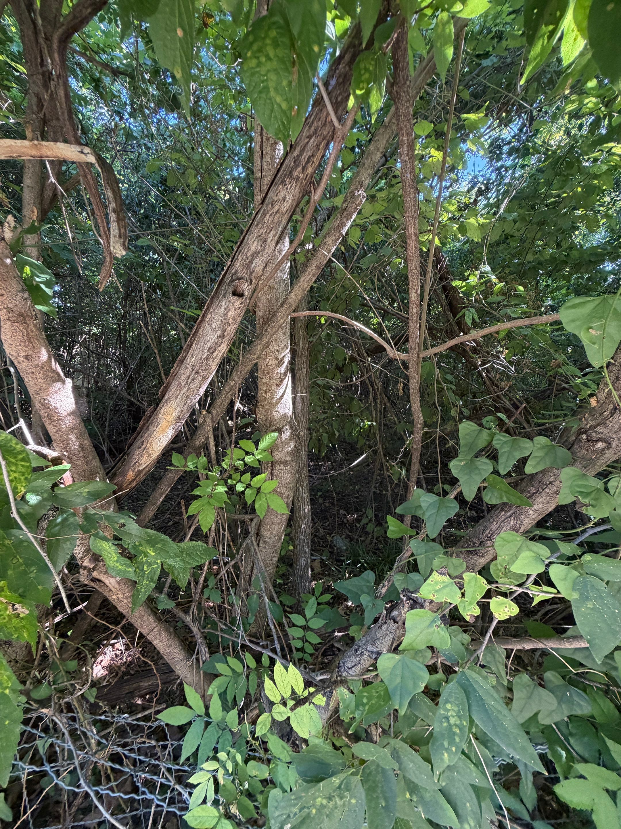 Warranted Removal by Rockwall Honey Bee Company