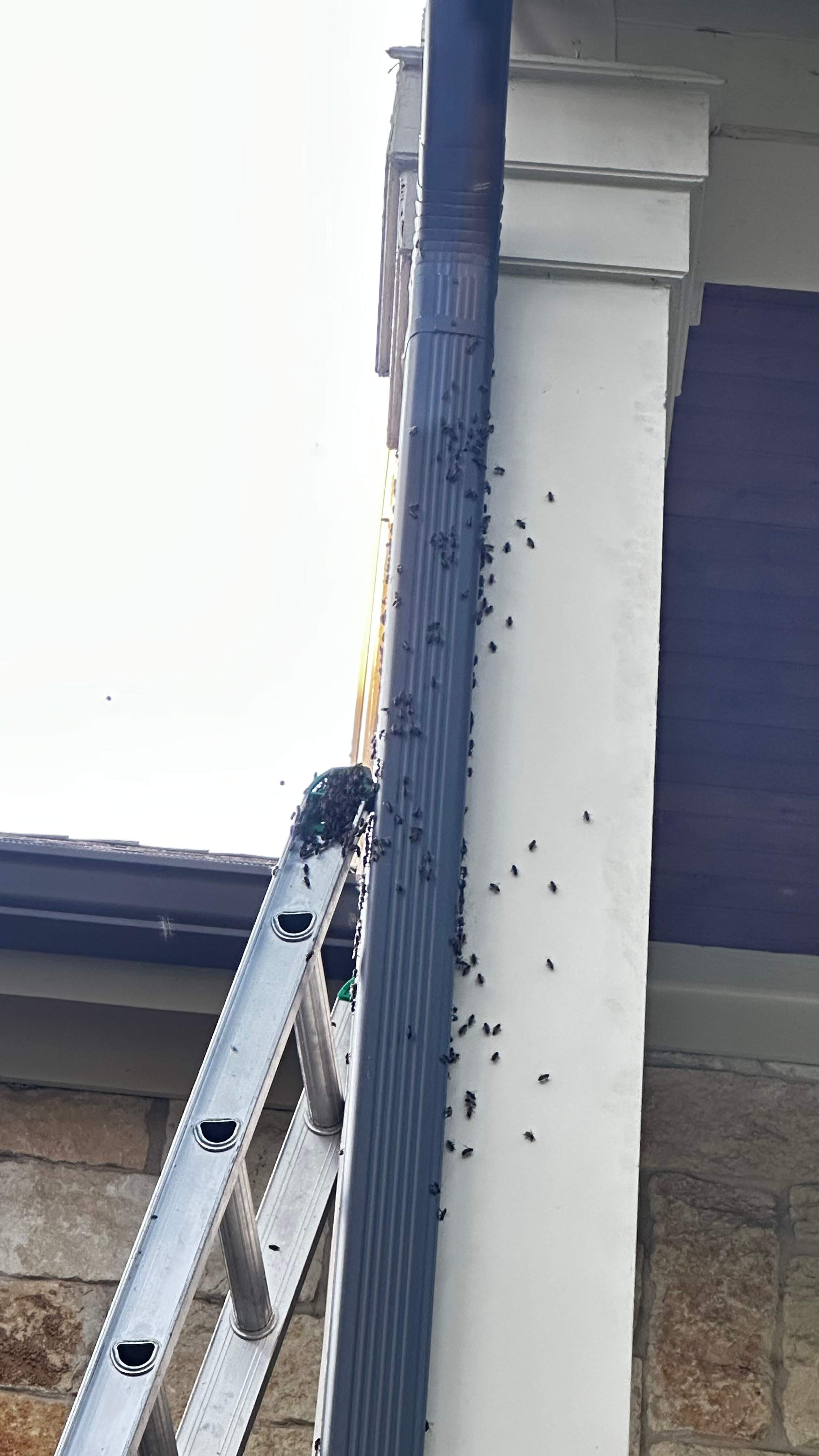 Column Bees by Rockwall Honey Bee Company