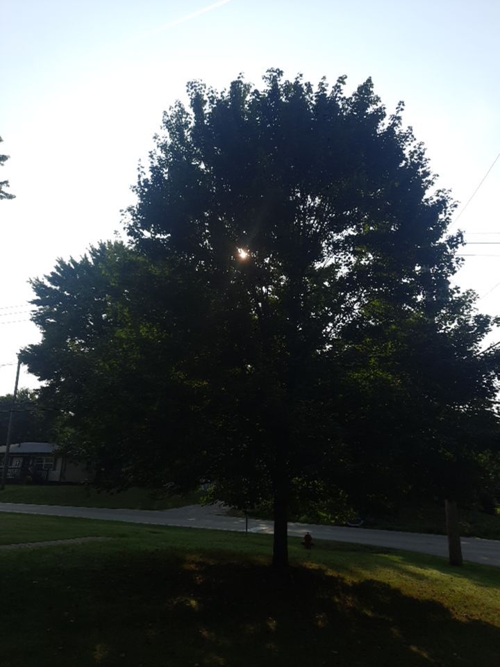 Tree Trimming using Tree Pruing by Mike Jones & Sons Tree Service LLC 