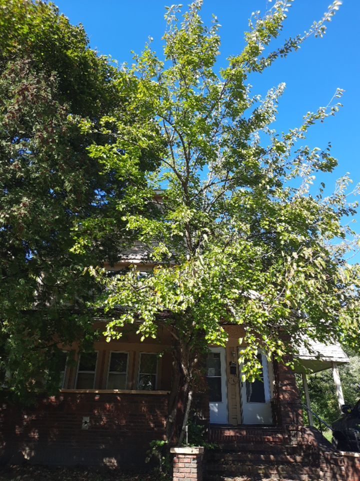 Tree Removal using Tree Removal by Mike Jones & Sons Tree Service LLC 