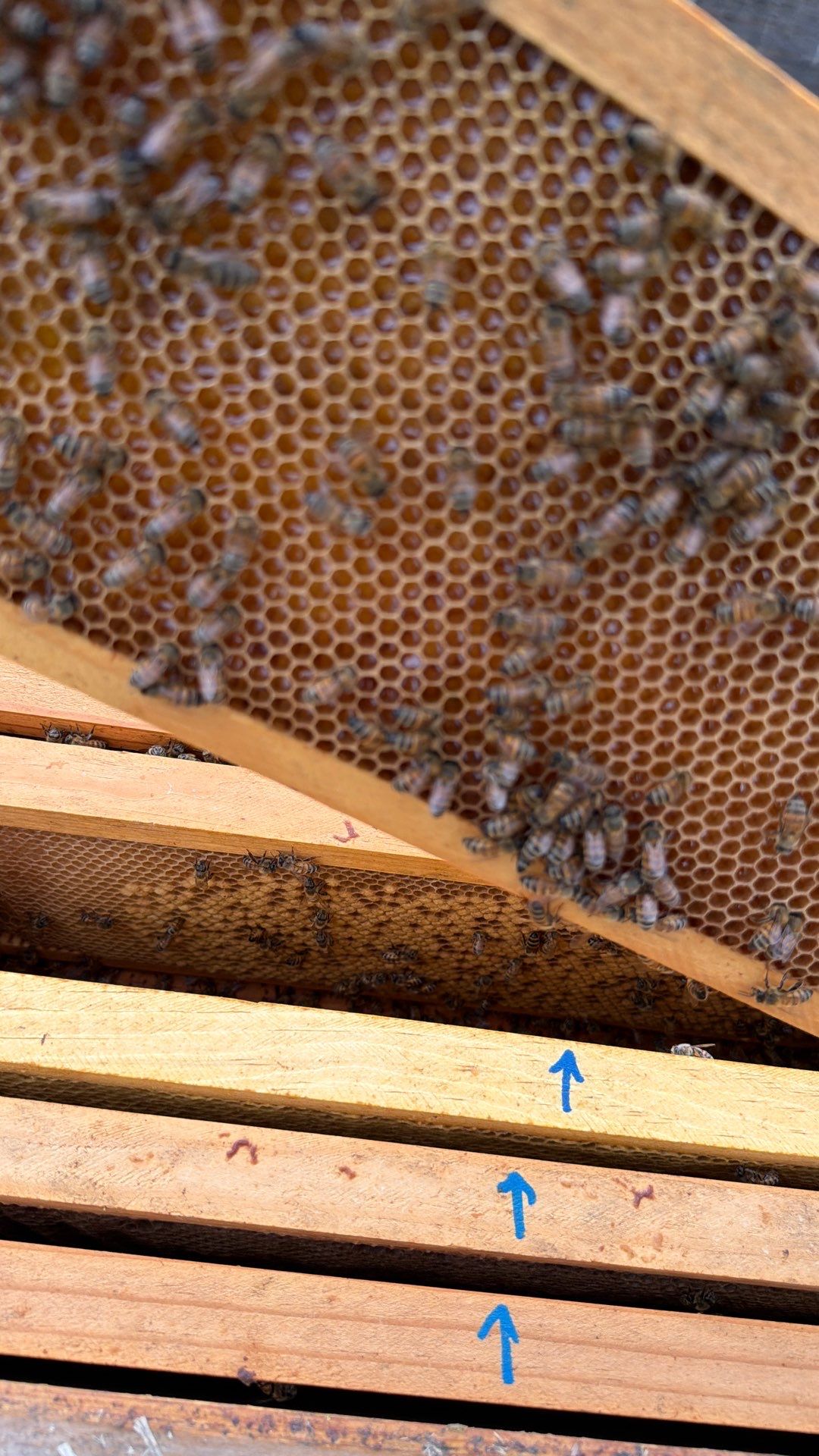 Bees for Ag. Exemption in Heath by Rockwall Honey Bee Company