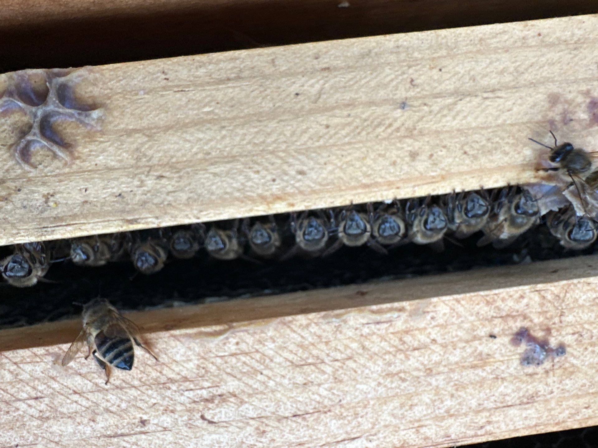 Urban Bees by the Tollway in North Dallas by Rockwall Honey Bee Company