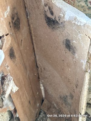 Emergency Water Extraction — Estero, FL