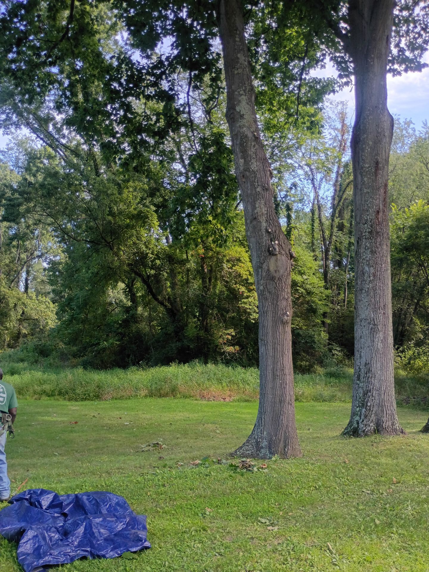 Tree Trimming & Tree Removal in Akron Ohio by Mike Jones & Sons Tree Service LLC 