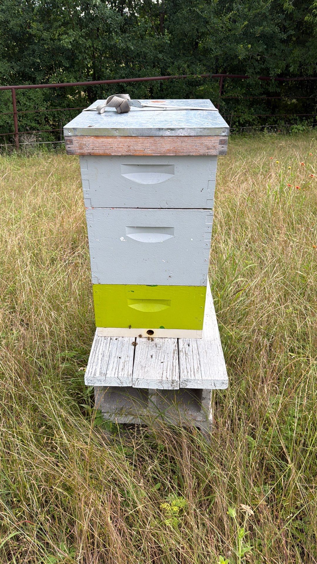 Bees for Ag. Exemption in Heath by Rockwall Honey Bee Company