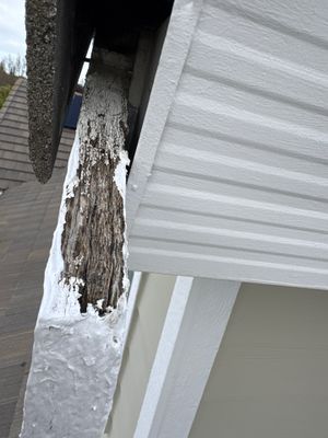 Moss Removal