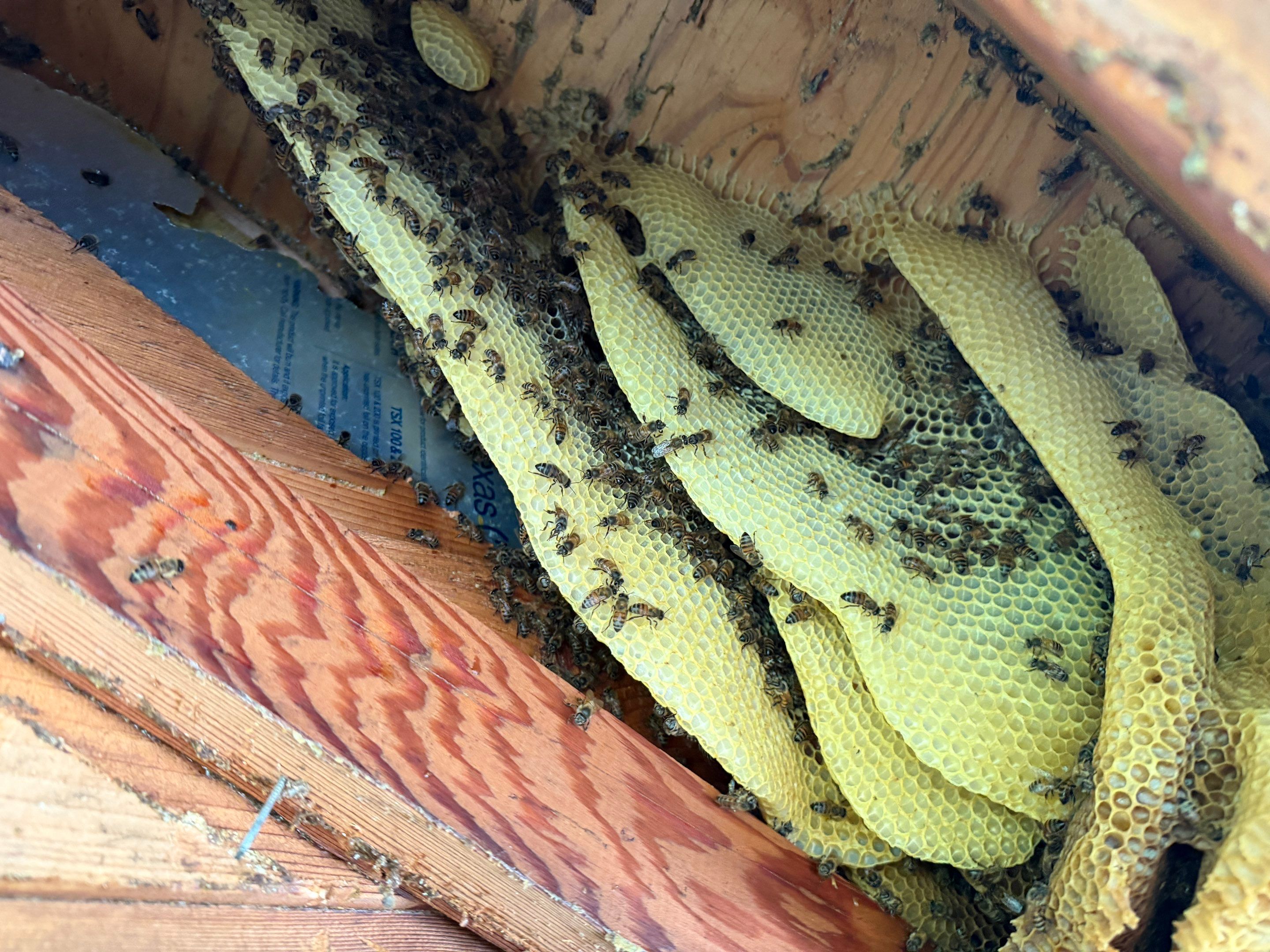 High Peak Bees by Rockwall Honey Bee Company