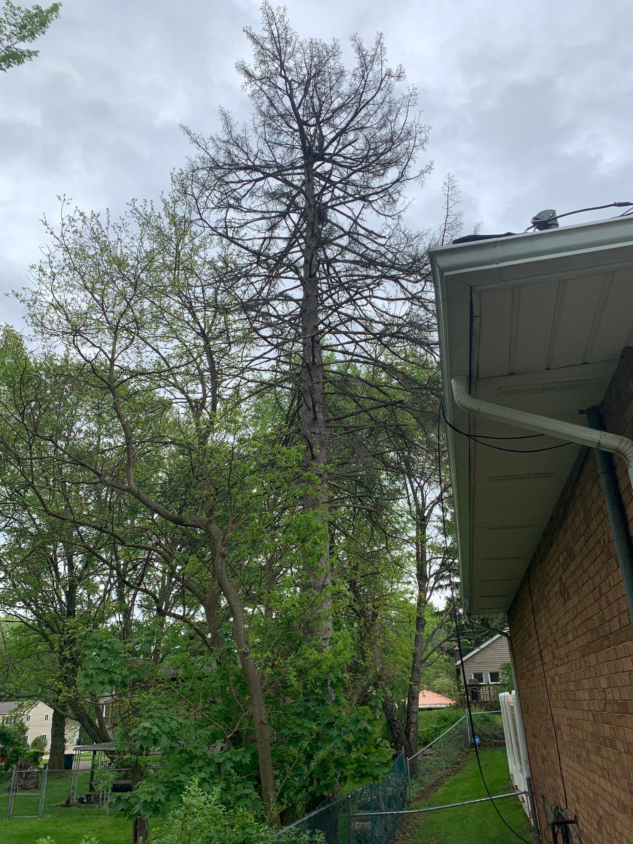 Tree Removal using Tree Removal by Mike Jones & Sons Tree Service LLC 