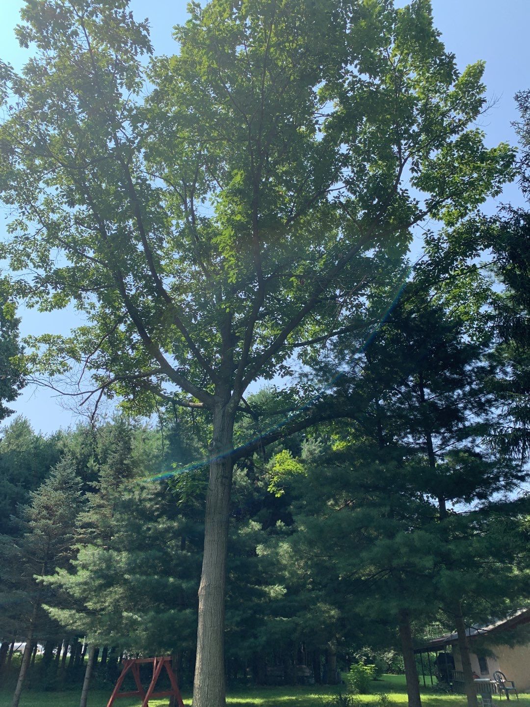 Tree Trimming by Mike Jones & Sons Tree Service LLC 