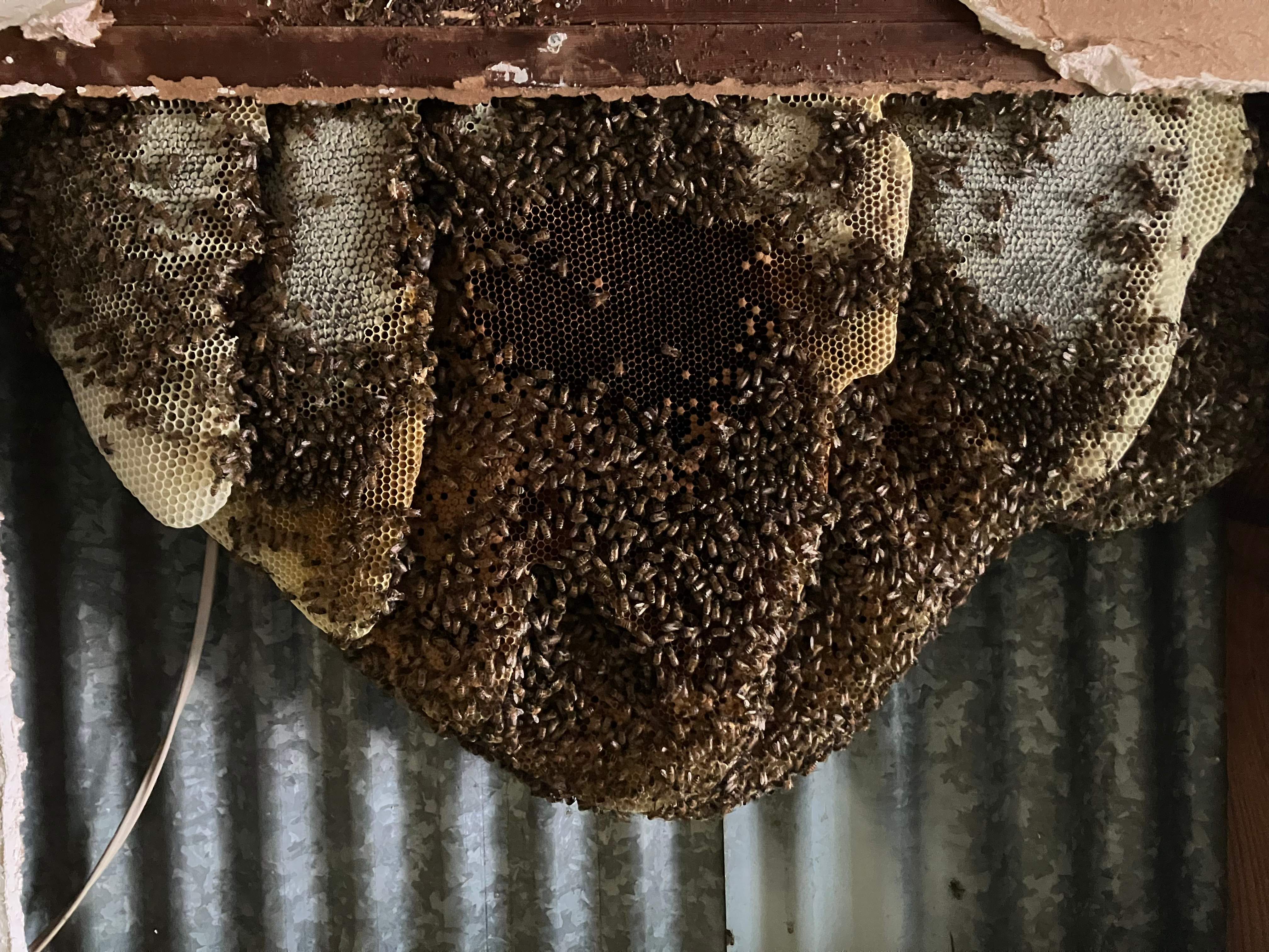 Motorcycle Garage by Rockwall Honey Bee Company