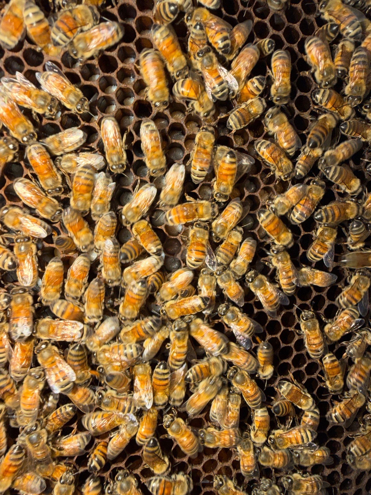 Industrial Bees by Rockwall Honey Bee Company
