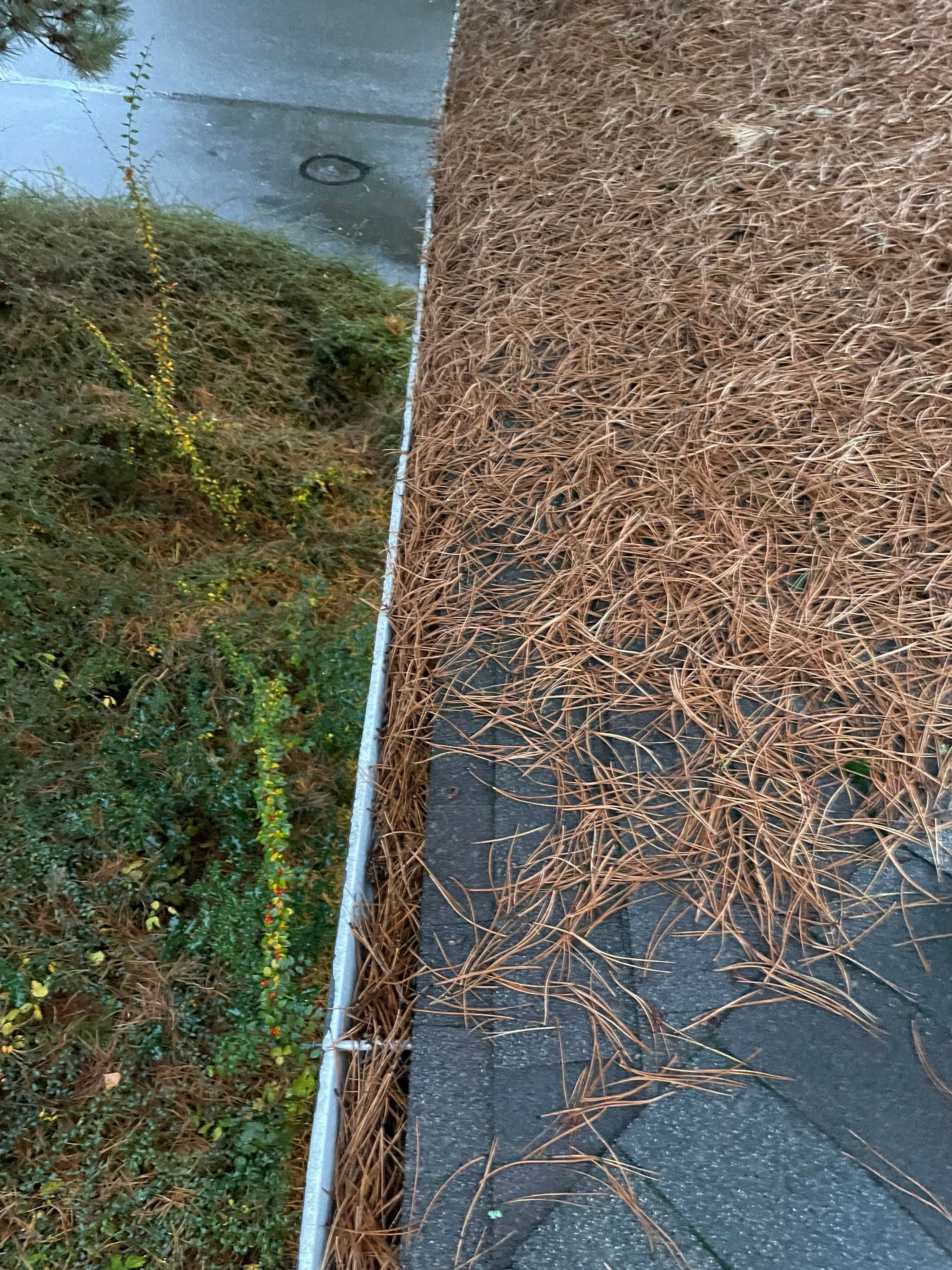 Commercial gutter cleaning Tacoma, WA before photo with filled gutters