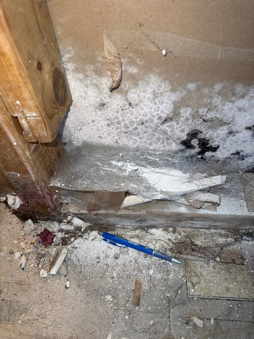 Mold Remediation Project by Chicagoland Water Medics