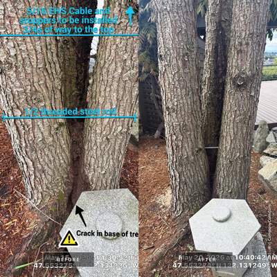 Structural Tree Cabling and Bracing Installation in Bellevue, WA