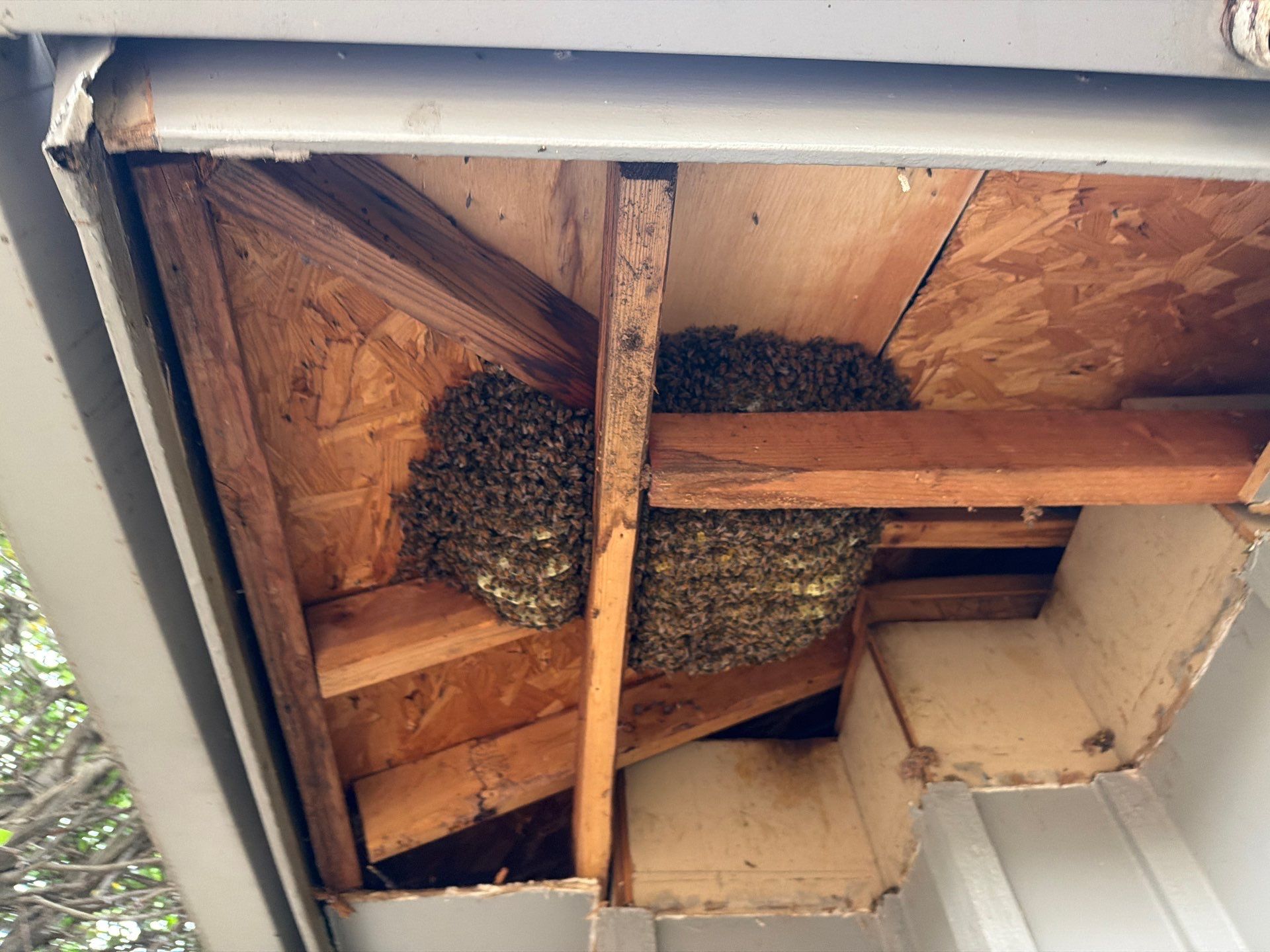 Nurse Bees by Rockwall Honey Bee Company