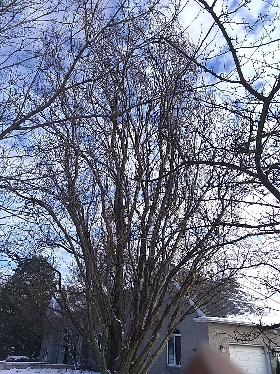 Tree Trimming using Tree Pruing by Mike Jones & Sons Tree Service LLC 