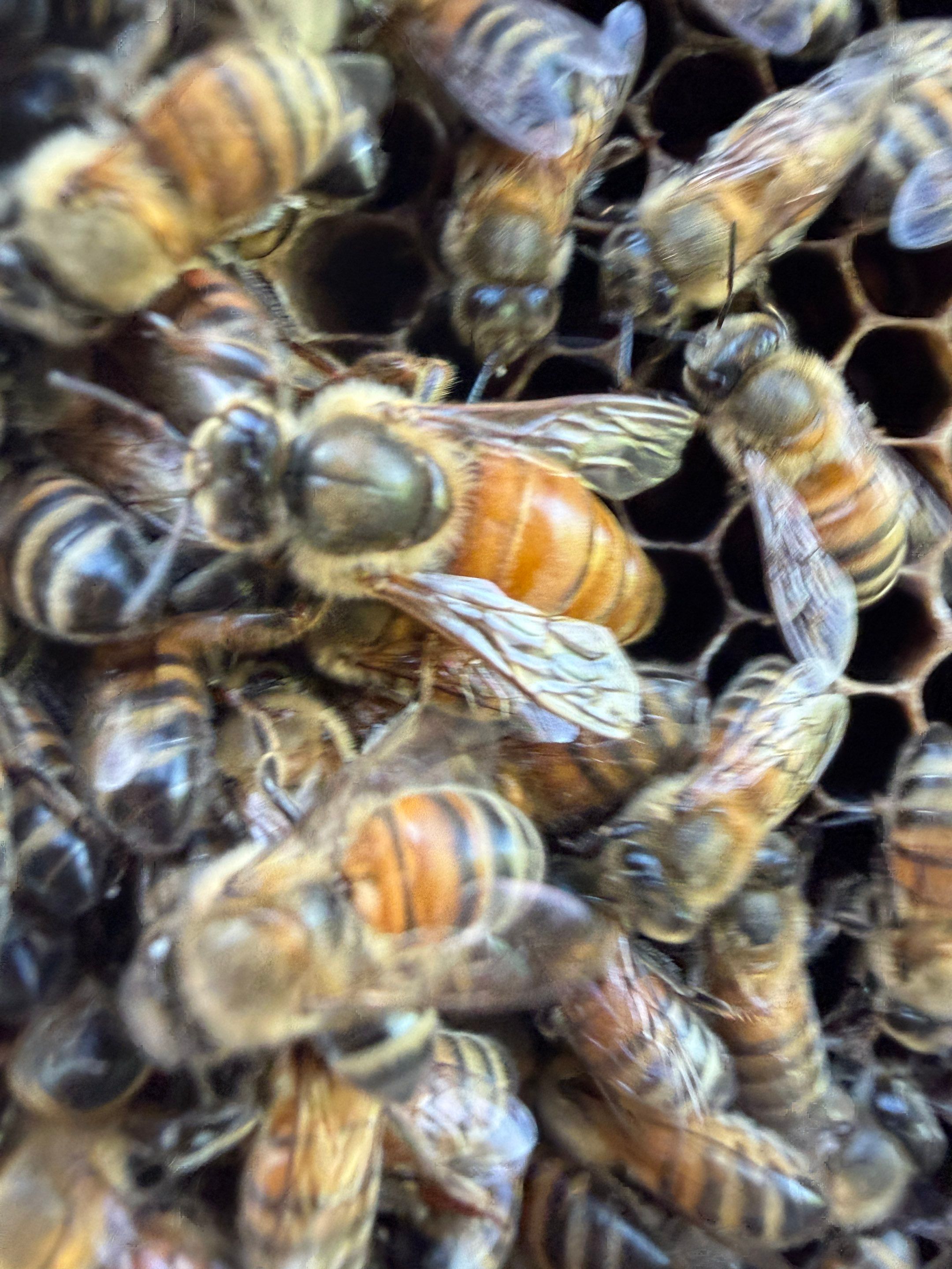 Baseball Diamond Apiary by Rockwall Honey Bee Company