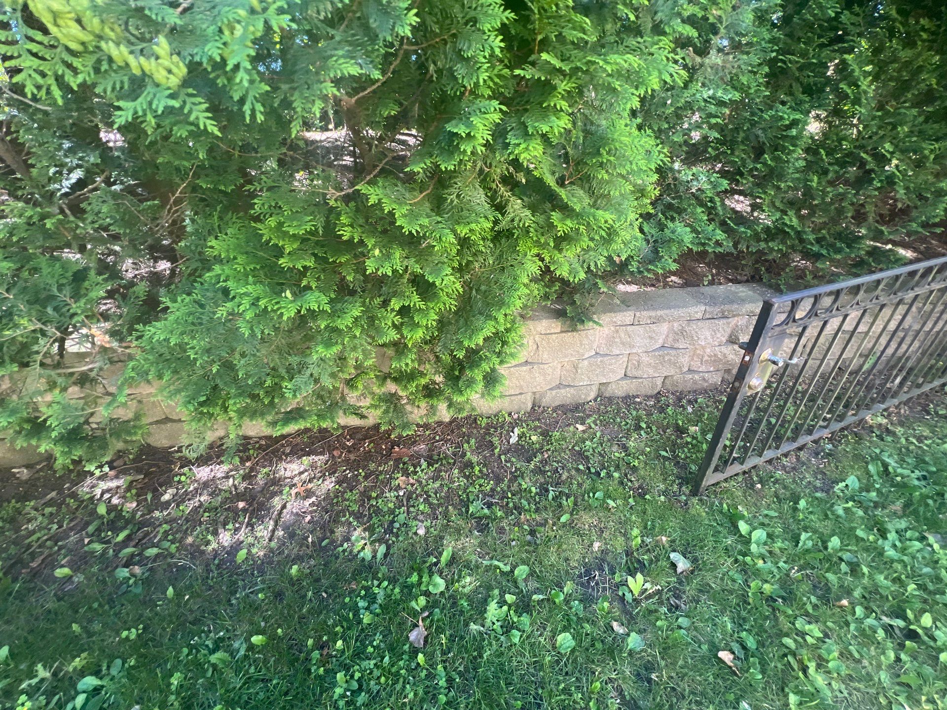 concrete cleaning using Algaecide, soft wash soap by Northern Power Washing LLC.