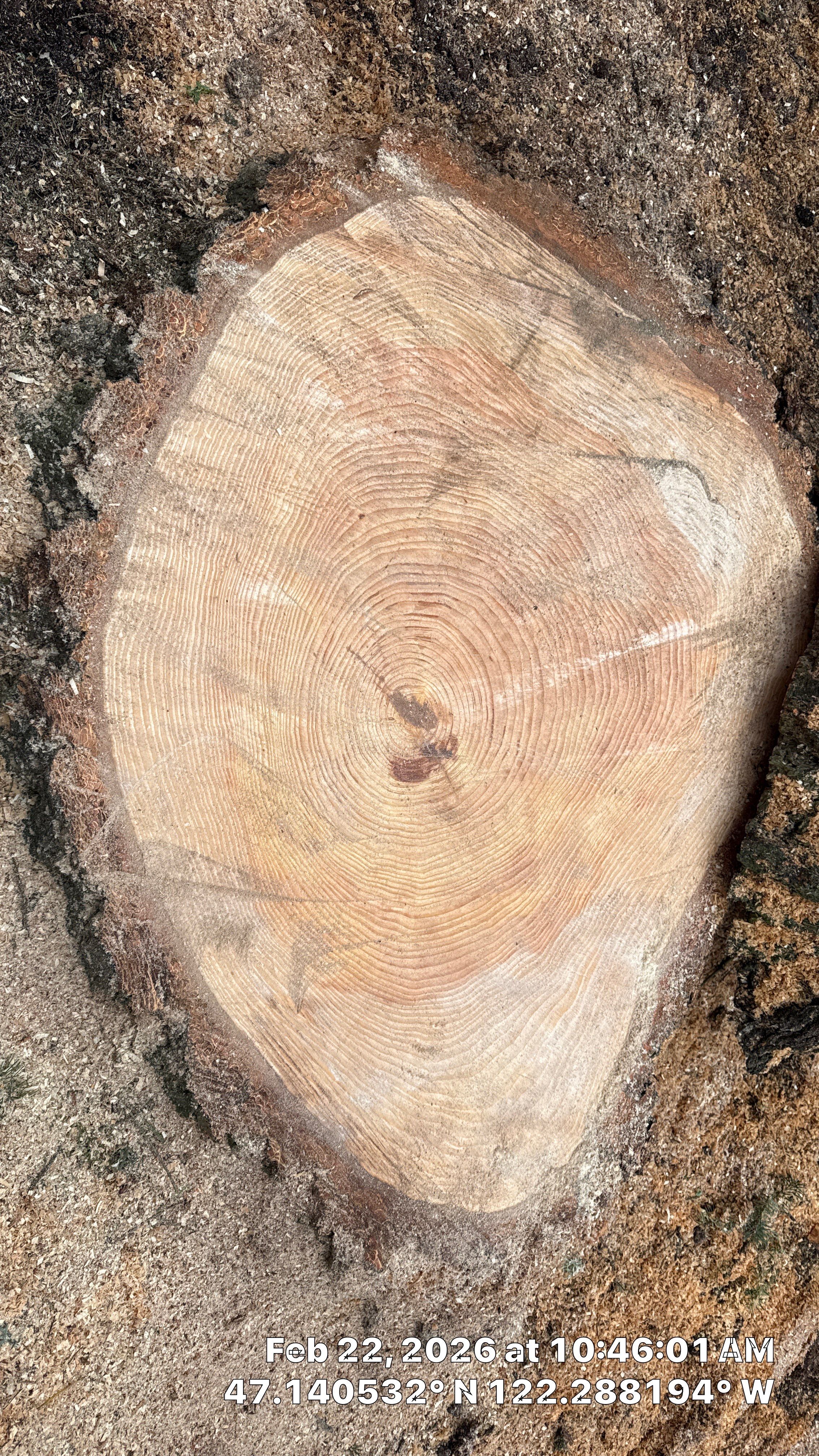 Large Fir Tree Removal Near Power Lines in Puyallup, WA by Sound Tree Care LLC