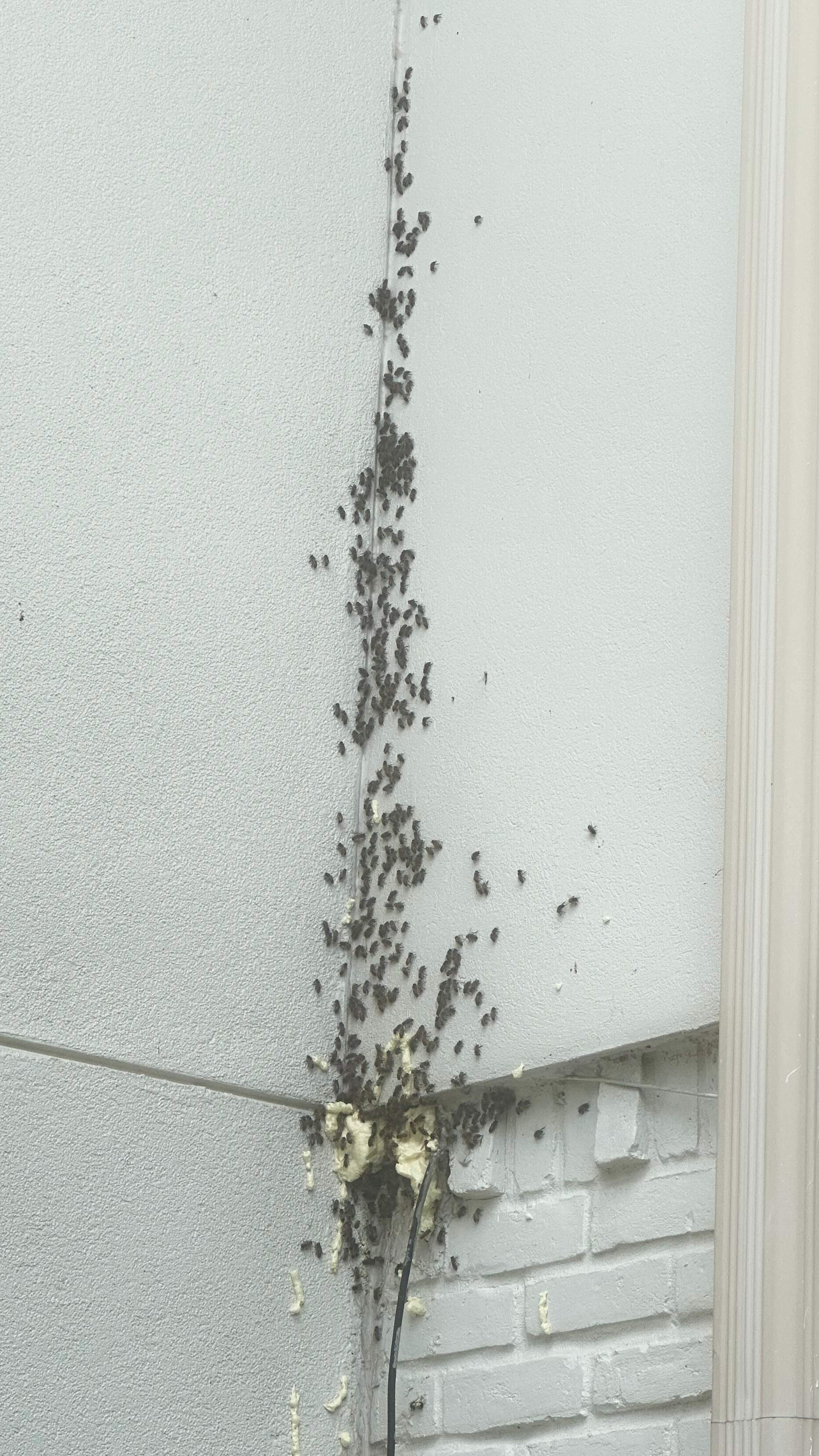 Interior Ceiling by Rockwall Honey Bee Company