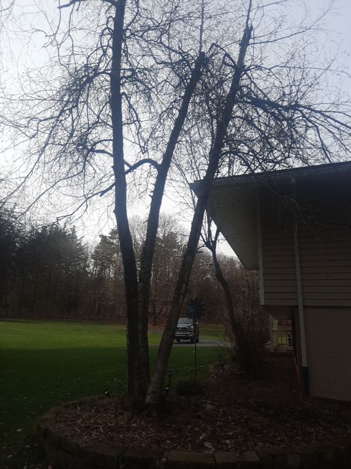 Tree Removal using Tree Removal by Mike Jones & Sons Tree Service LLC 