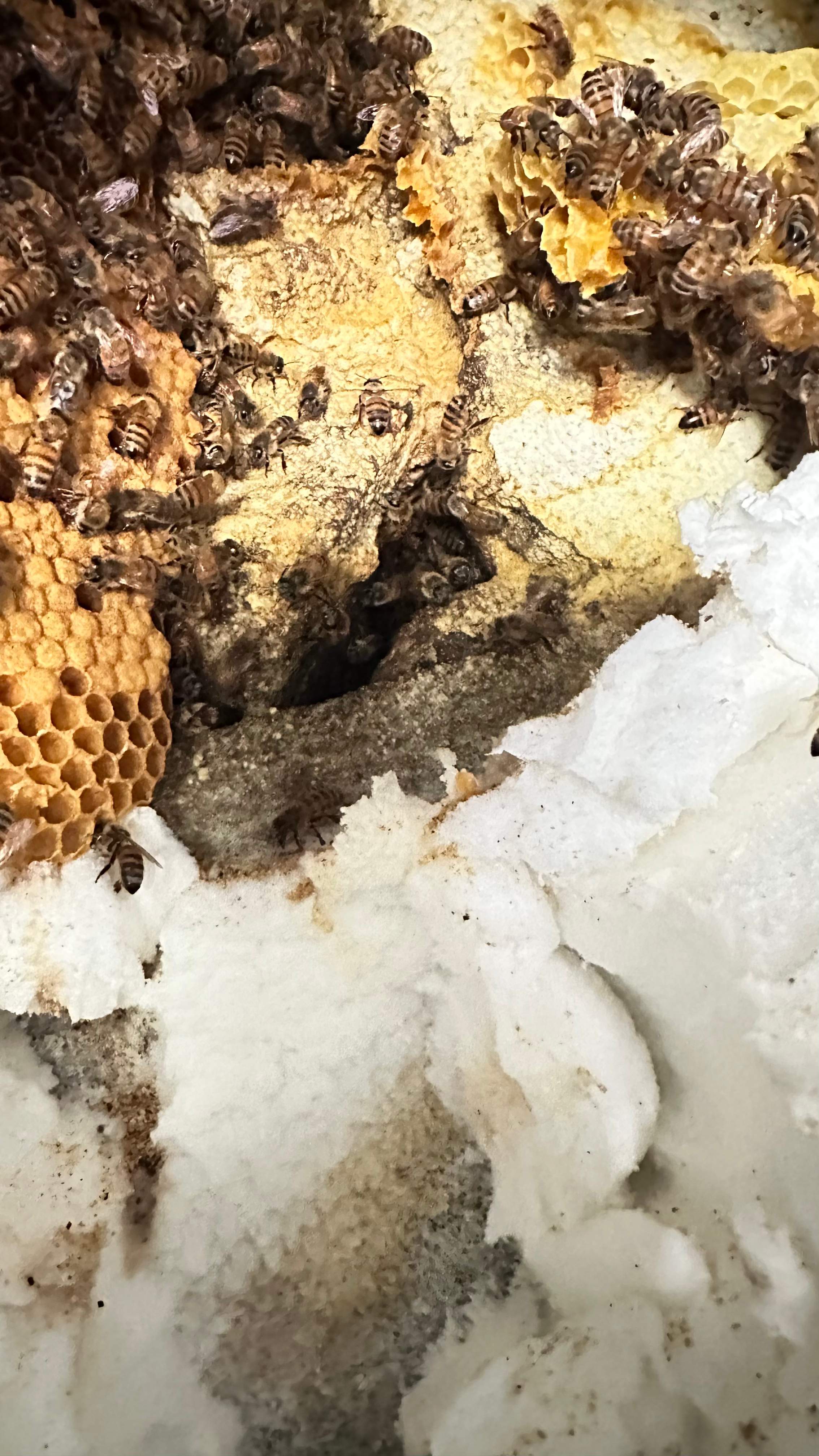 Art Gallery by Rockwall Honey Bee Company