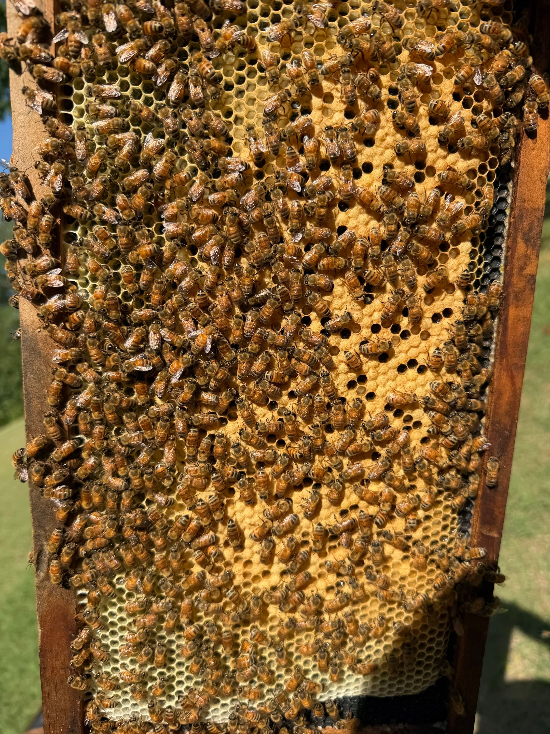 Cavnar Gang-Busters by Rockwall Honey Bee Company