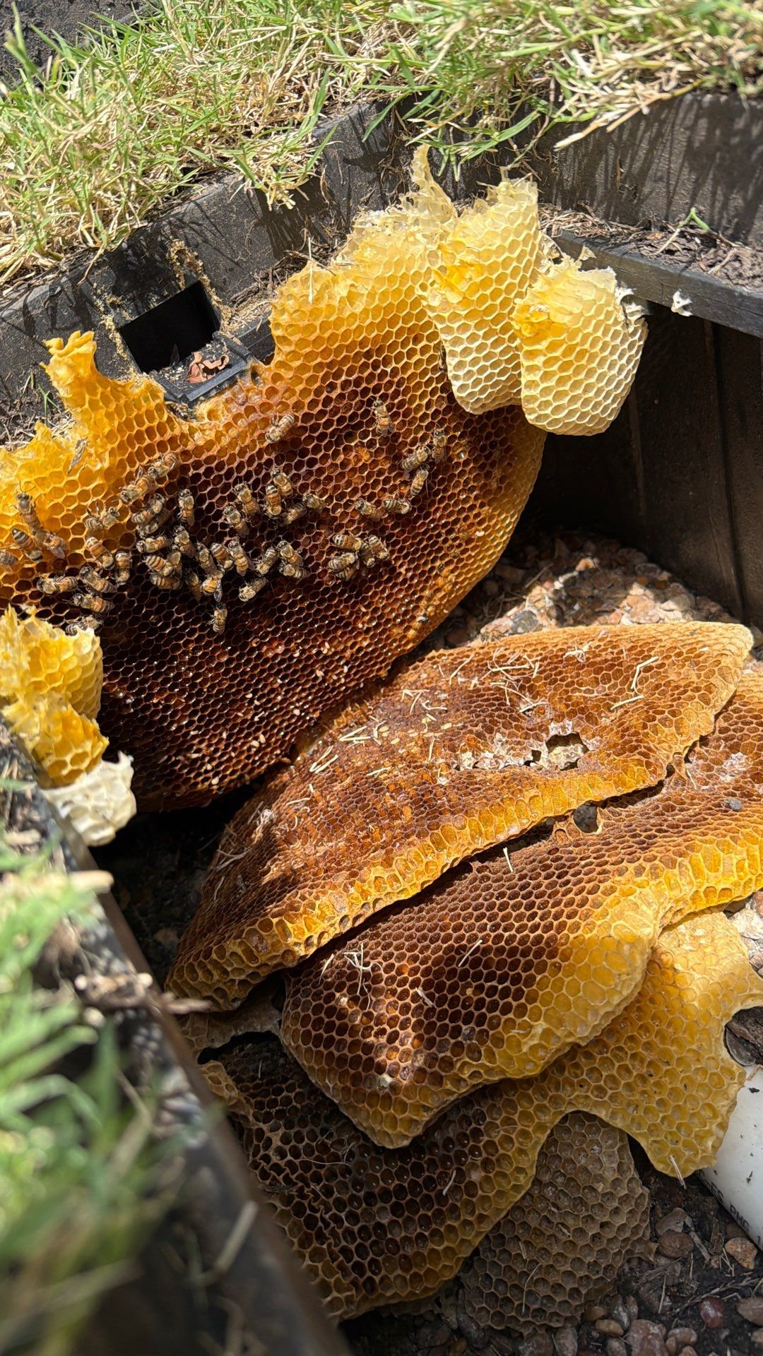 A Rocky Road Ahead by Rockwall Honey Bee Company