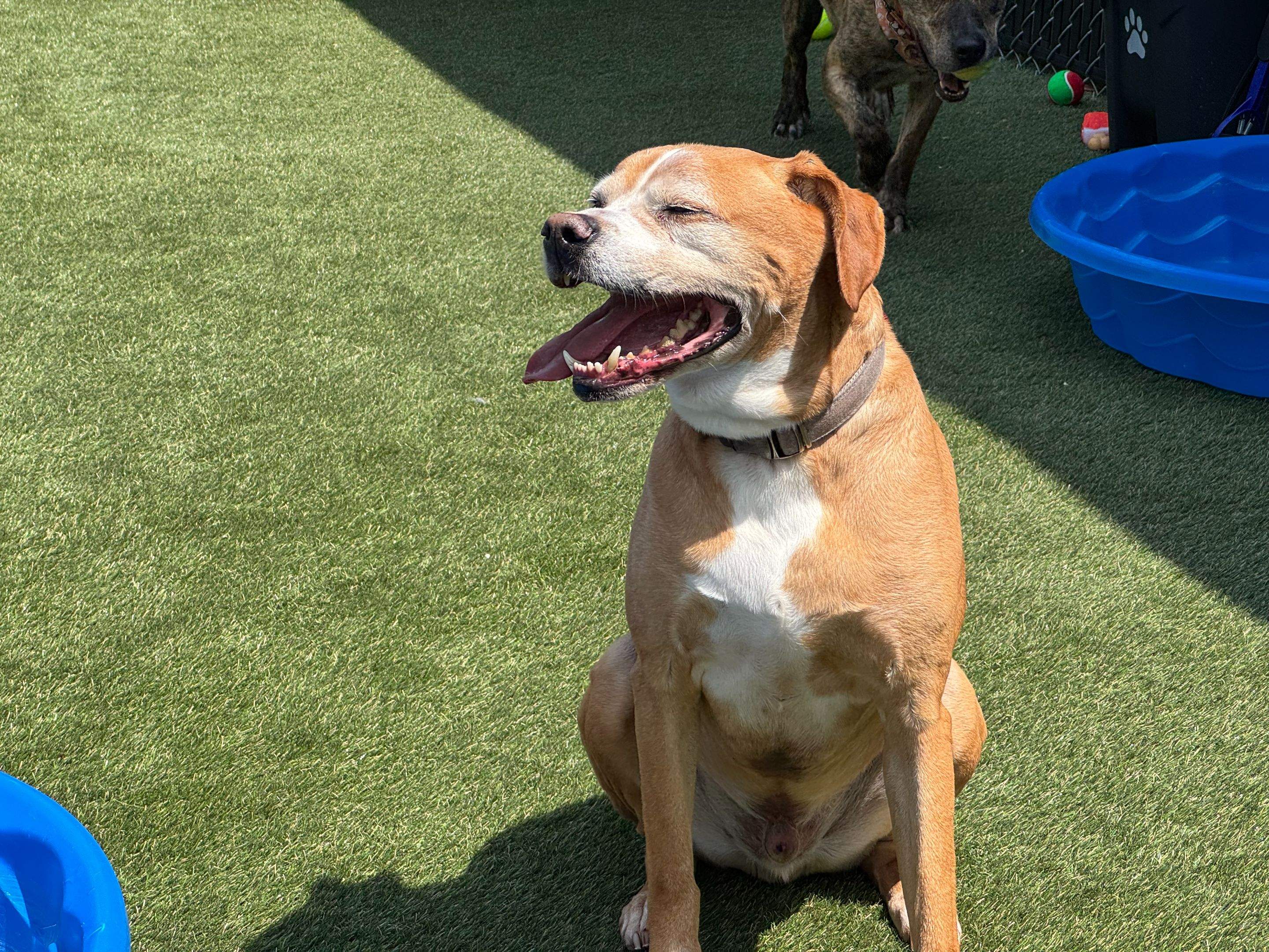 Humane Society for Greater Lafayette by ForeverLawn NEIN/INDY