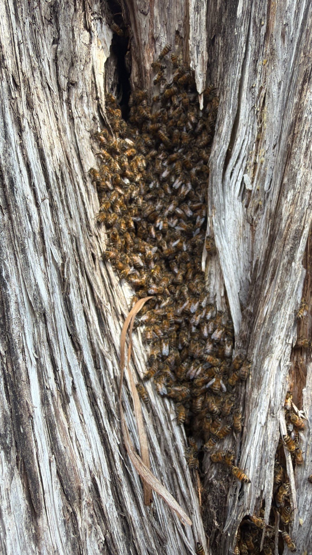 Cavern-Crack Tree Bees by Rockwall Honey Bee Company