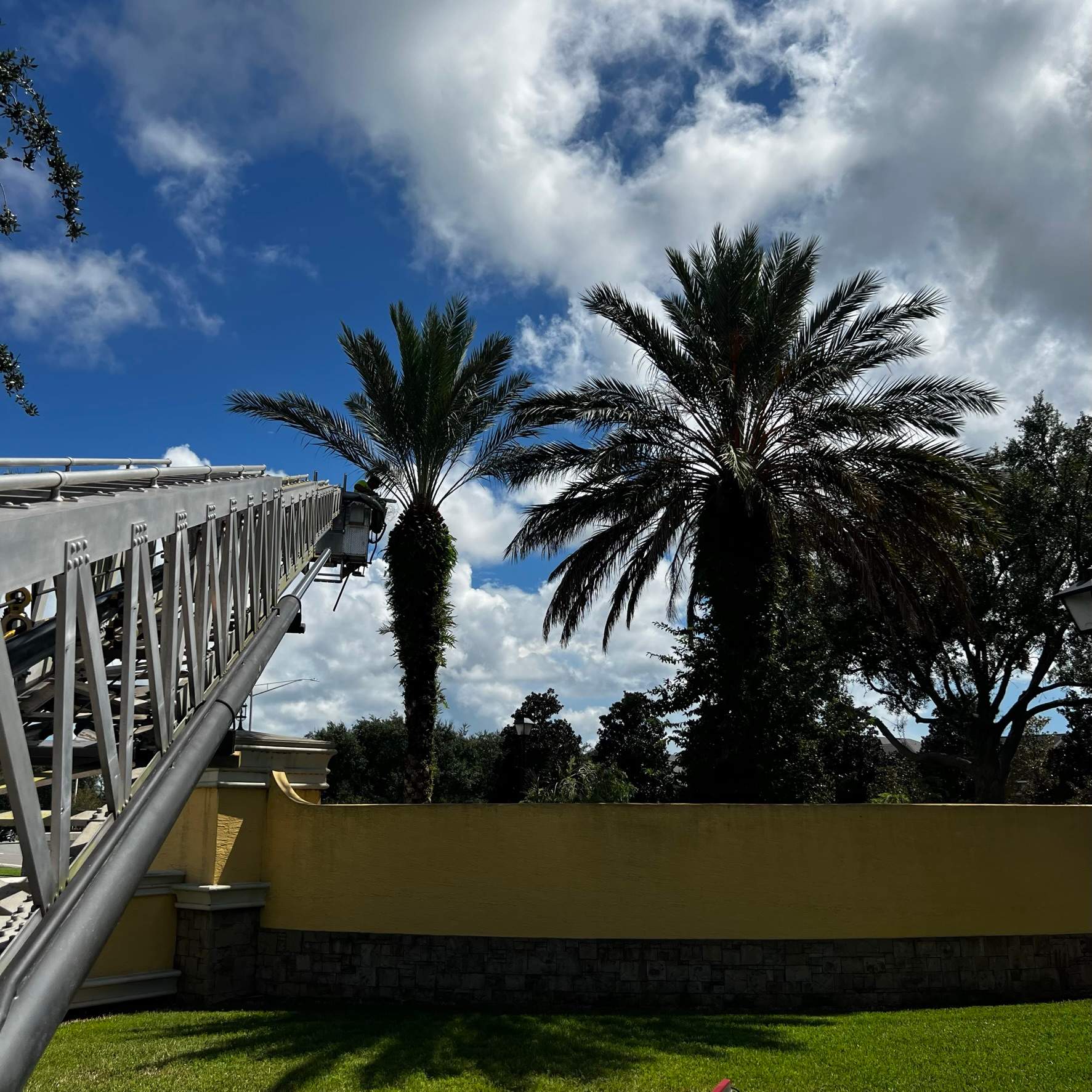Palm Tree Trimming | IL Villagio Condominiums by ProGreen Services
