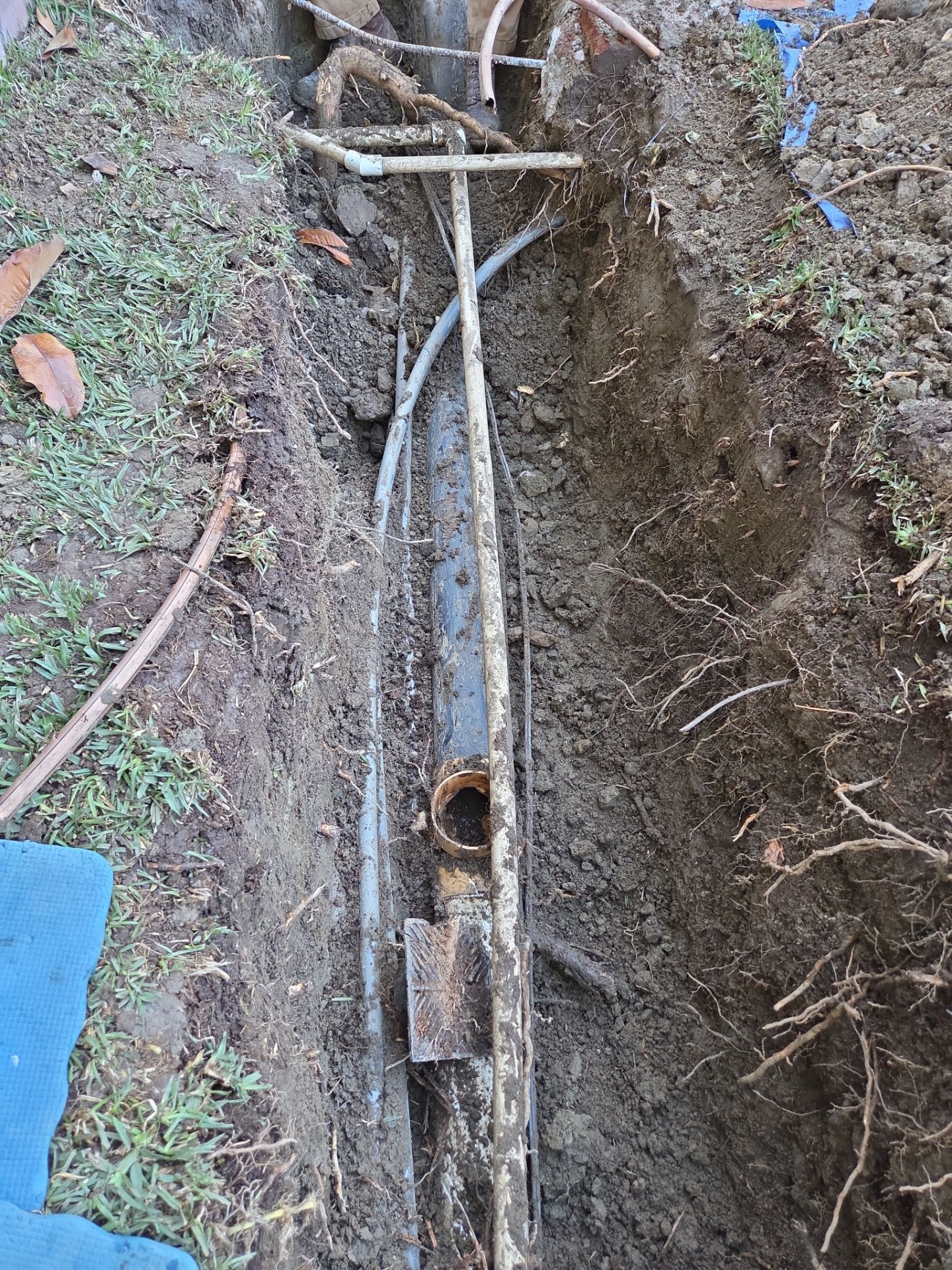 Area Drain Root Intrusion by Professional Plumbing Inc 