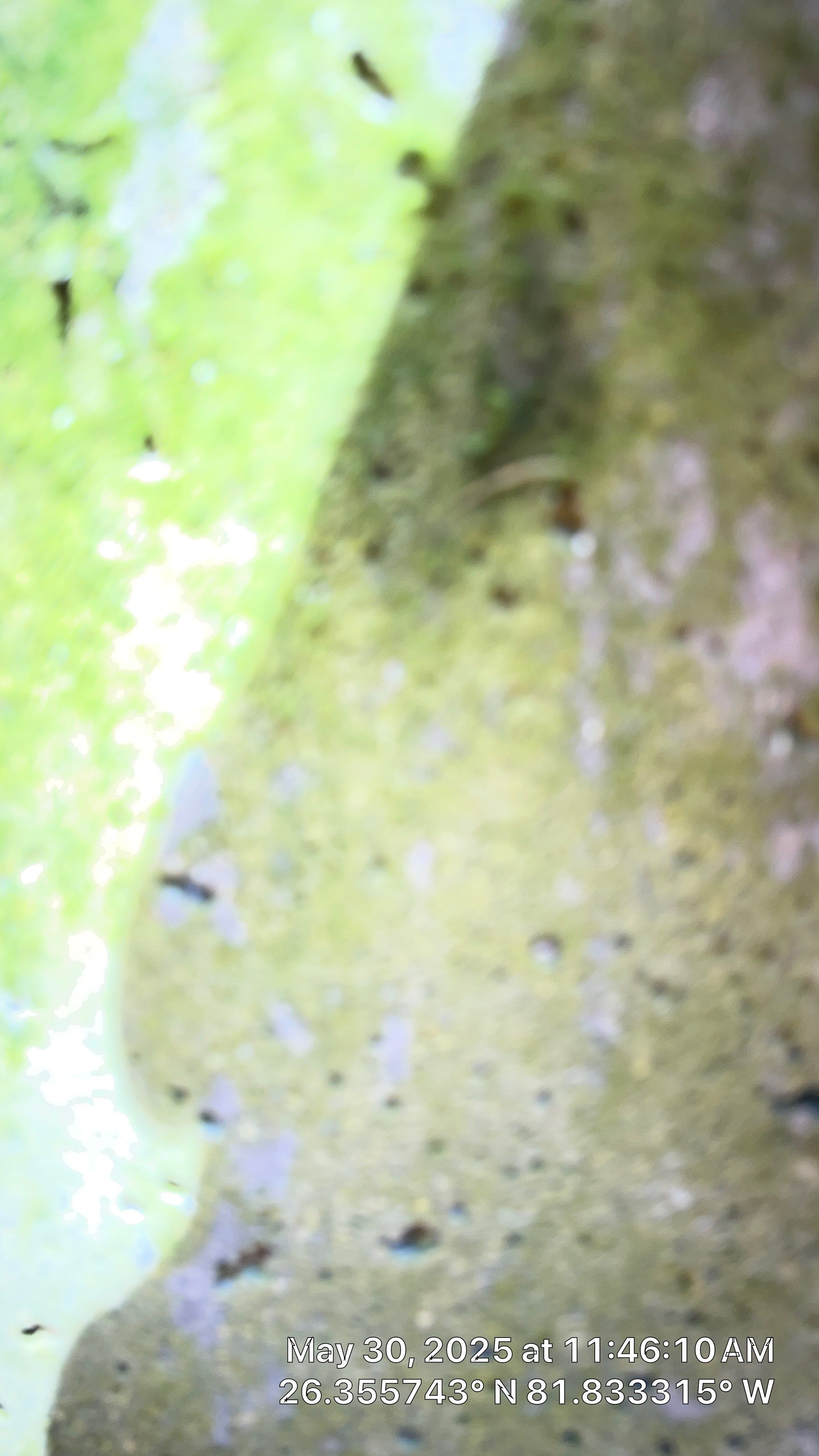 Bonita Bay Condo Stormwater System Cleaning by Don Mar, Inc. Storm Water Solutions