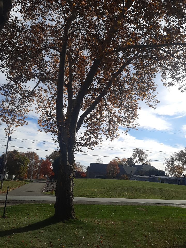 Tree Trimming using Tree Pruing by Mike Jones & Sons Tree Service LLC 