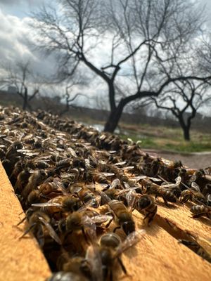 Offices in Irving with Bountiful Honey Bees