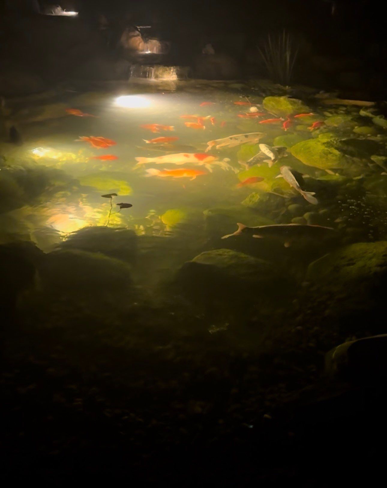 NEW 13’x18’x3' koi pond with 8' waterfall and lots of extra features by Wicked Water Gardens