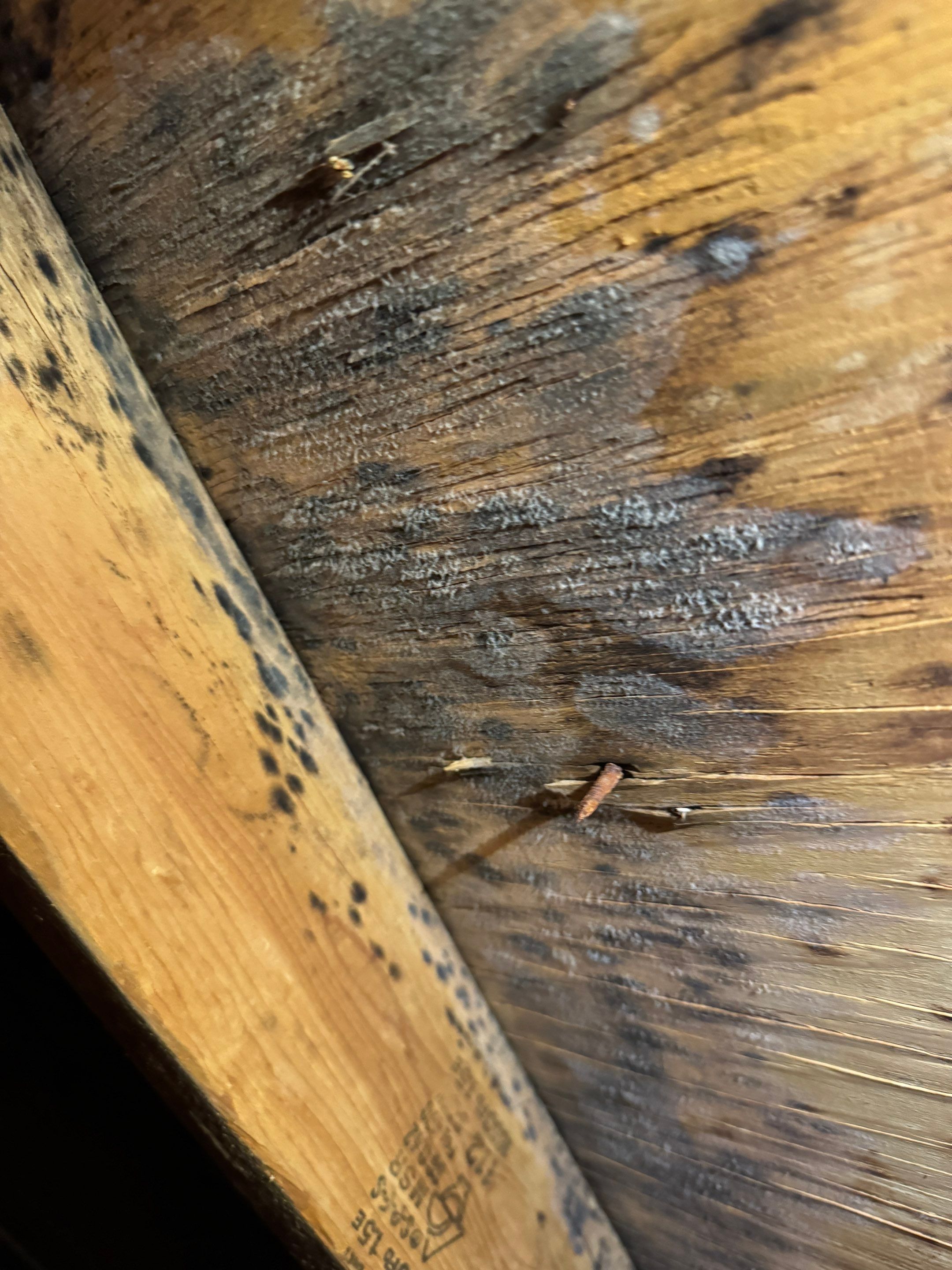 Attic Mold Remediation using Home Guarantee by Home Guarantee, LLC