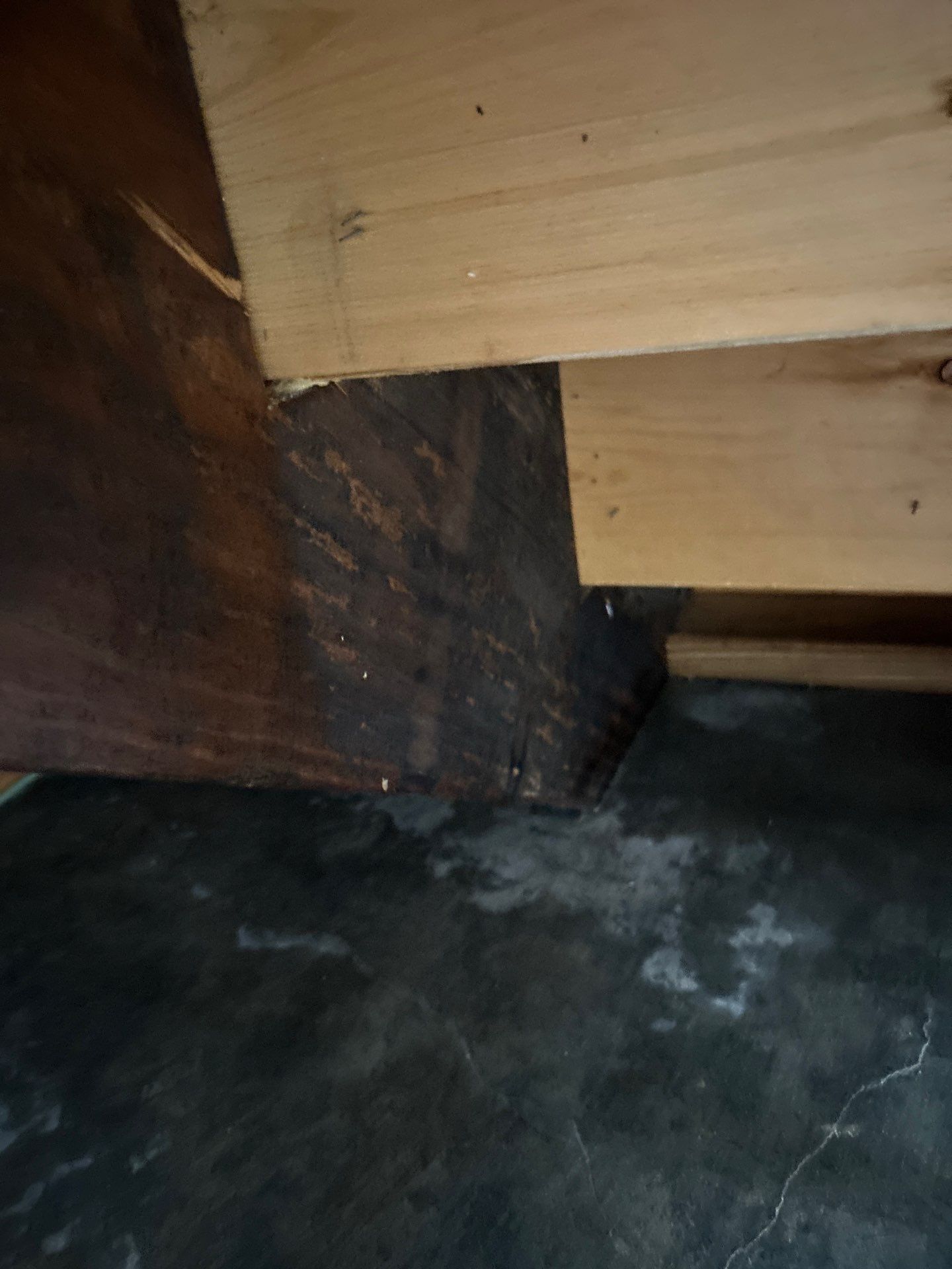 Stansell - water and mold photos  by THE RAPID TEAM