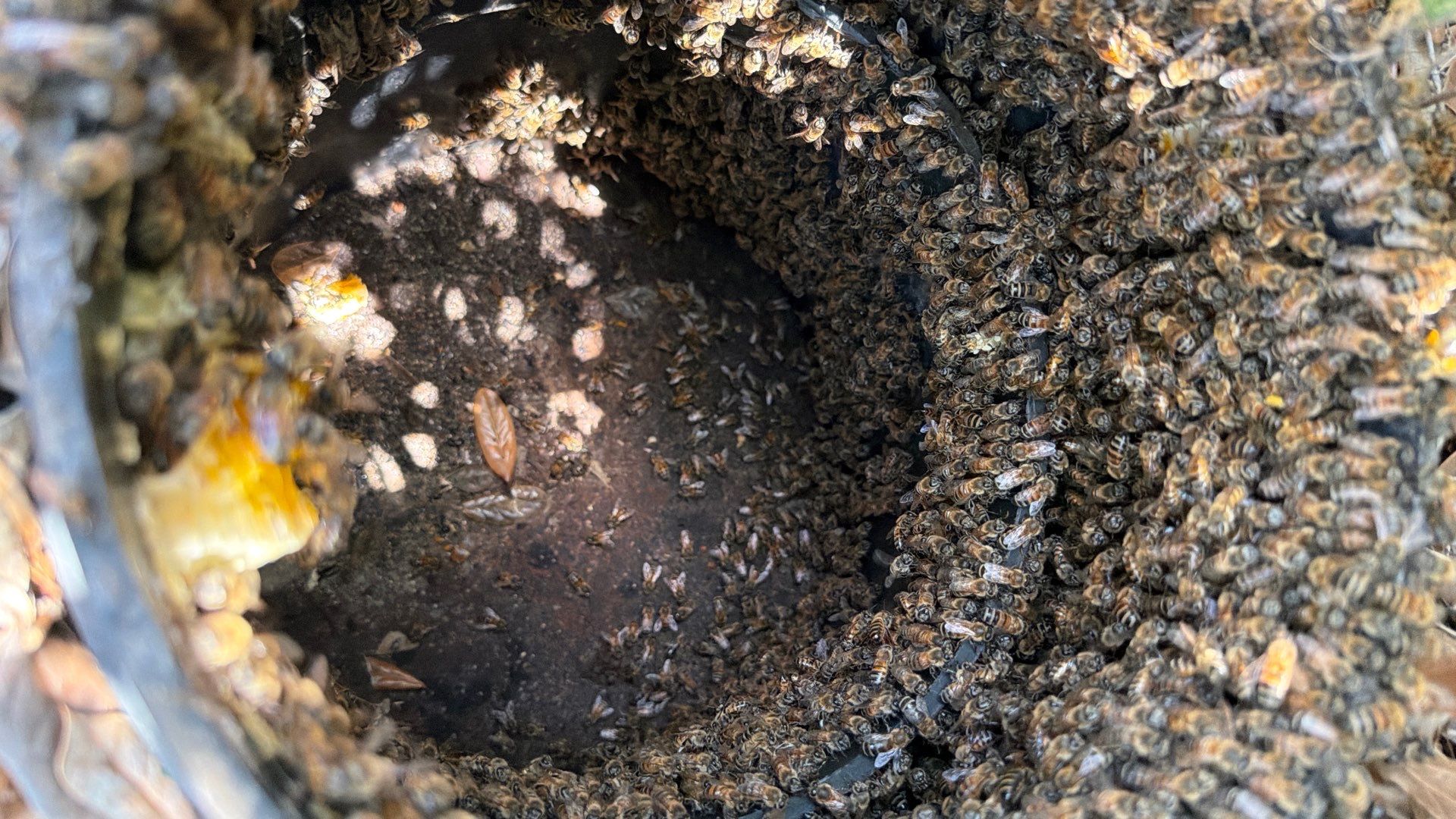 Bees in a box (in the ground) by Rockwall Honey Bee Company